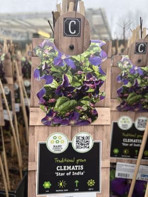 Clematis 'Star of India'