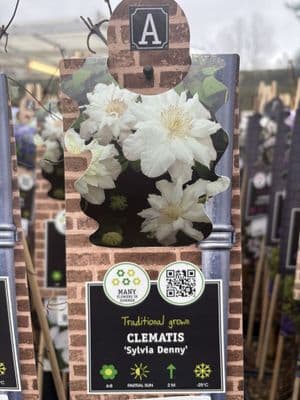 Clematis 'Sylvia Denny'