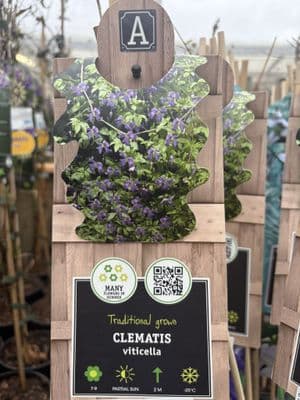 Clematis viticella