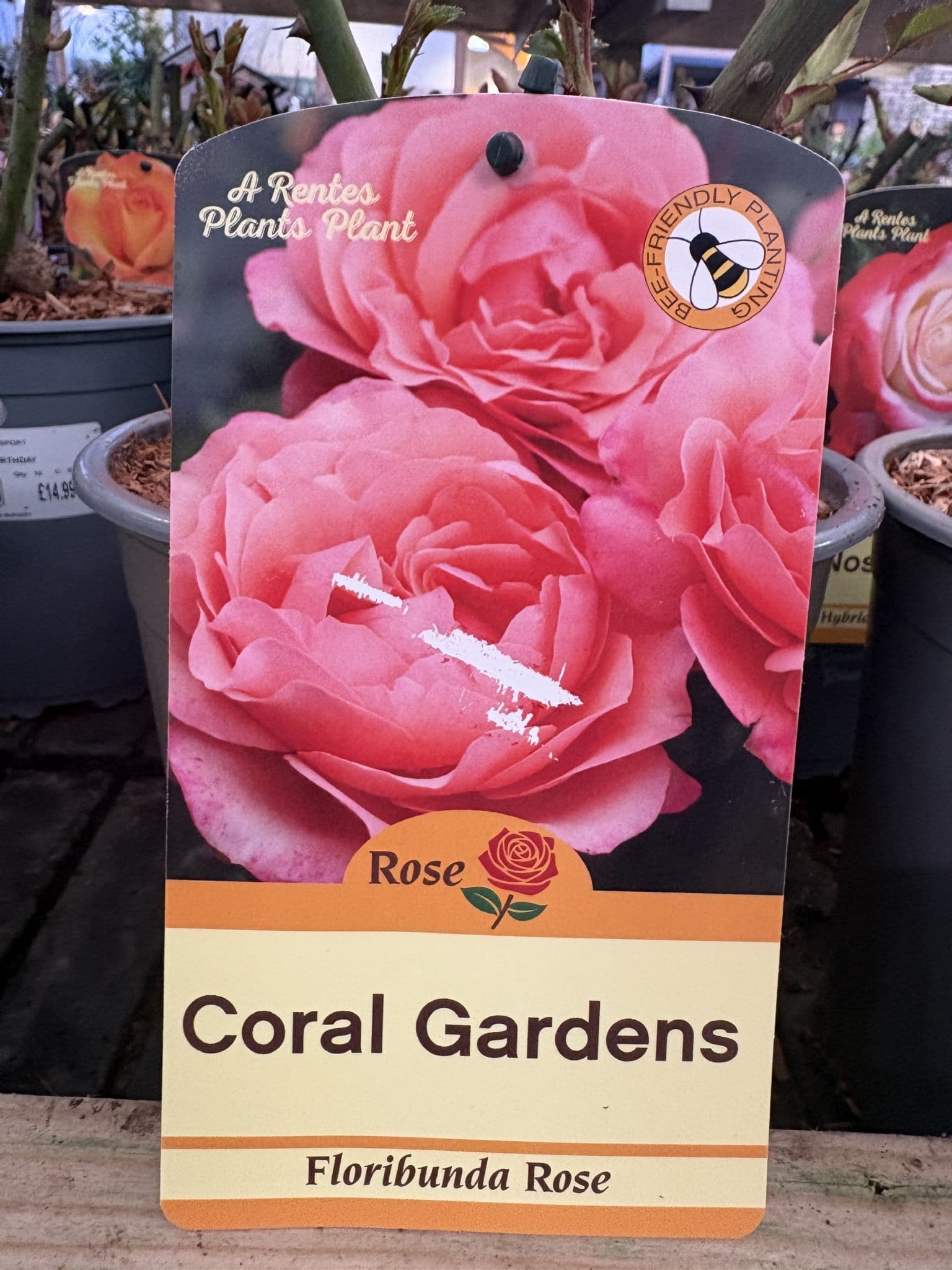 Floribunda Rose Coral Gardens
