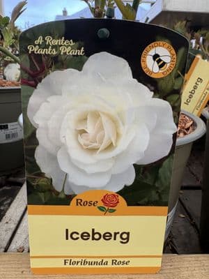 Floribunda Rose 'Iceberg'