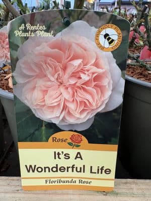 Floribunda Rose 'It's a Wonderful Life'