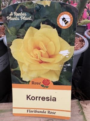 Floribunda Rose 'Korresia'
