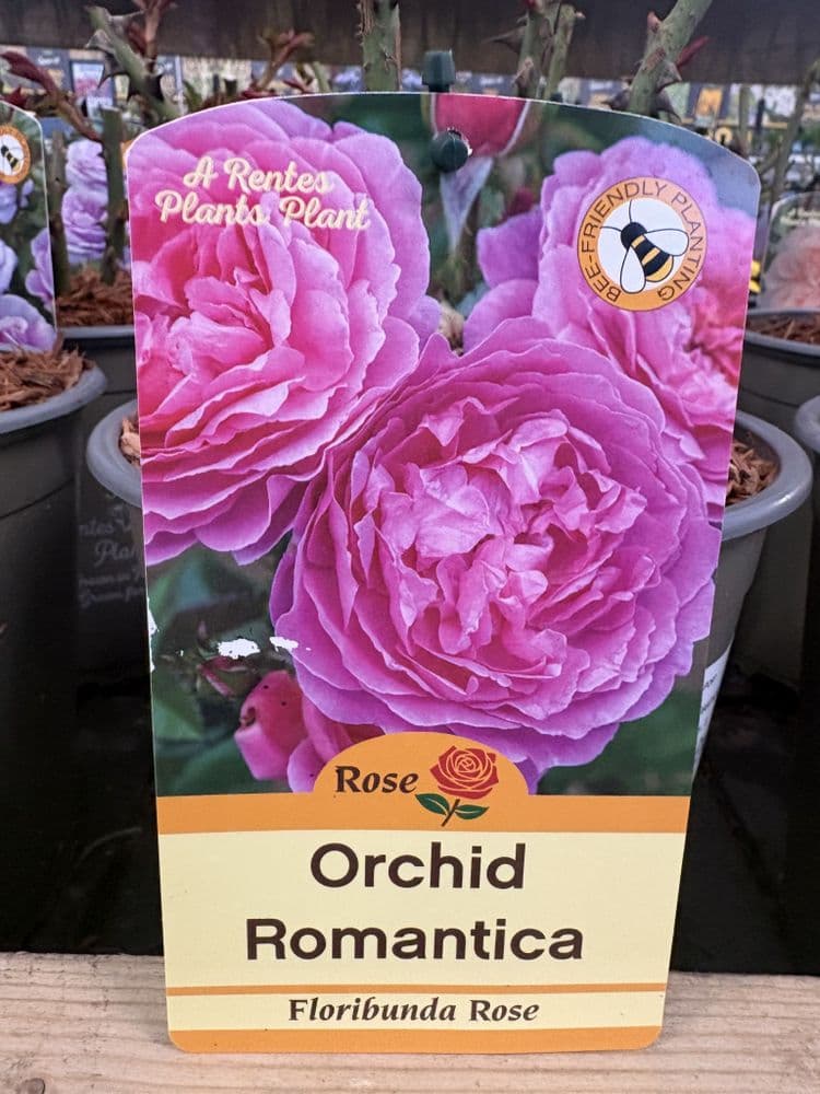 Floribunda Rose Orchid Romantica