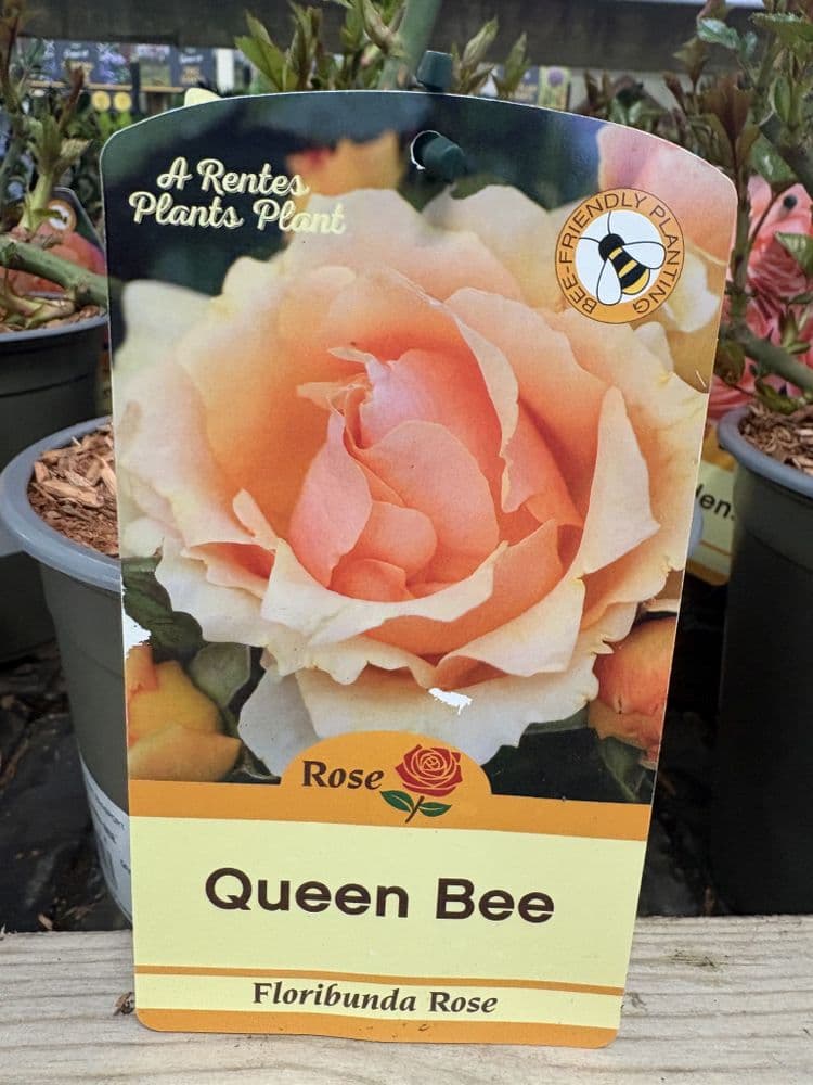 Floribunda Rose Queen Bee