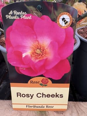 Floribunda Rose 'Rosy Cheeks'