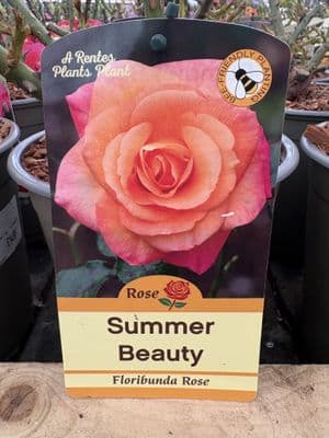 Floribunda Rose 'Summer Beauty'