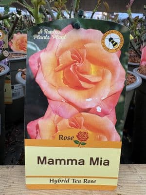 Hybrid Tea Rose 'Mamma Mia'