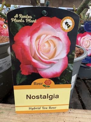 Hybrid Tea Rose 'Nostalgia'