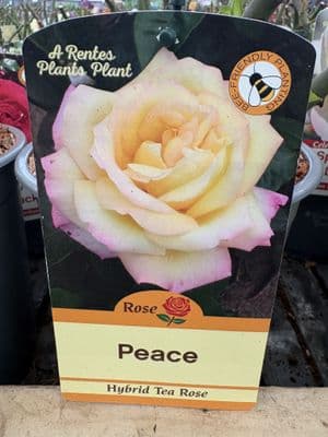 Hybrid Tea Rose 'Peace'