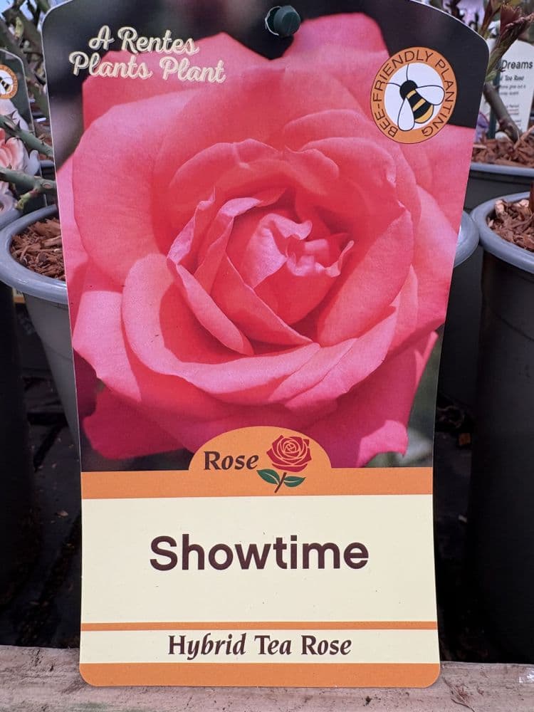 Hybrid Tea Rose Showtime