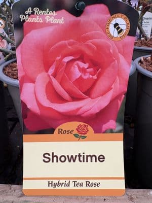 Hybrid Tea Rose 'Showtime'