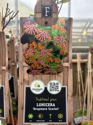 Lonicera 'Dropmore Scarlet'