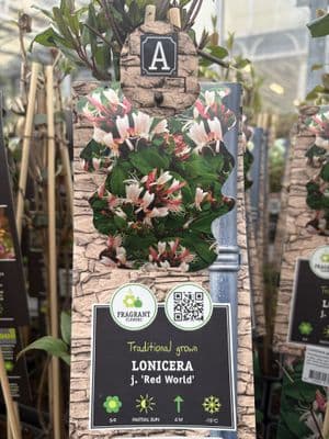 Lonicera jap. 'Red World'