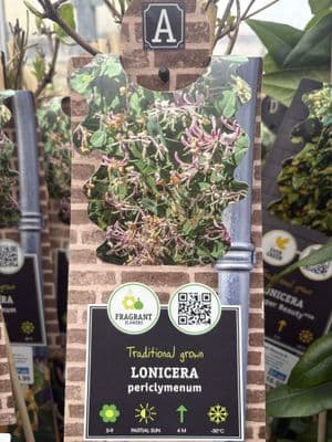 Lonicera periclymenum