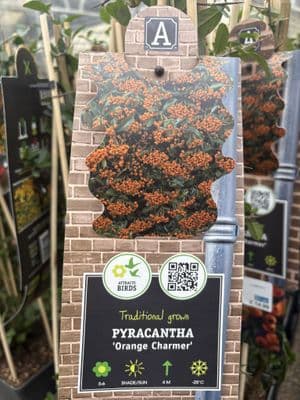 Pyracantha 'Orange Charmer'