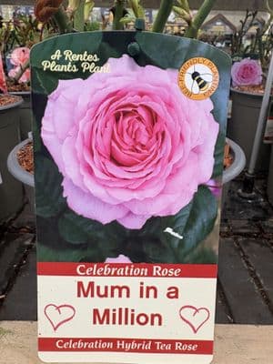 Roses