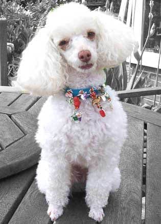 "In an English country garden" dog collar