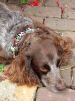 Alphabet charm dog collars - Holly & Lil Collars Handmade in Britain, Leather dog collars, leads & Dog harnesses.