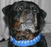 Alphabet charm dog collars - Holly & Lil Collars Handmade in Britain, Leather dog collars, leads & Dog harnesses.