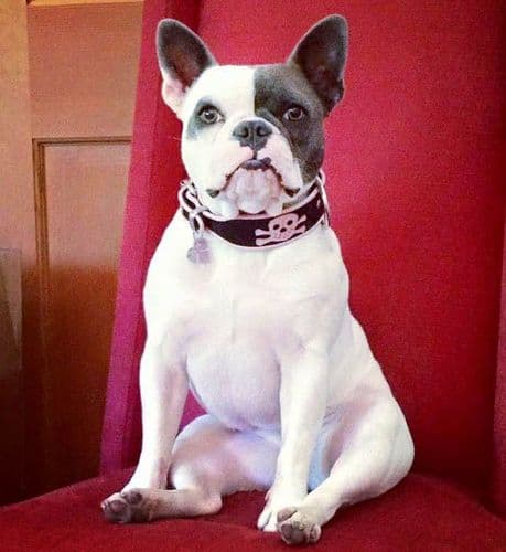 Baby Pink Pirate Dog Collar for the Gals