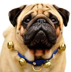 Big Bell dog Collars with Gold Bells and fittings