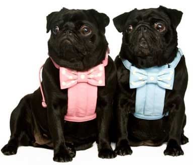 Bow Harnesses for your dog. Teeny, Small, Medium & Large.