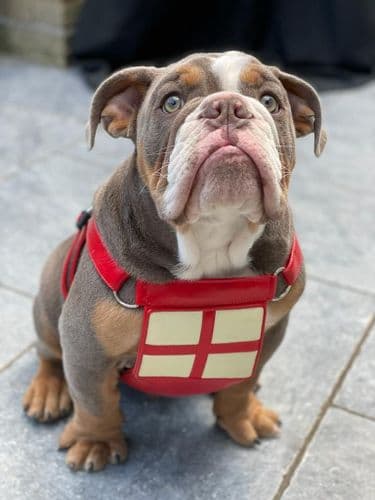 England calf Leather Dog Harness