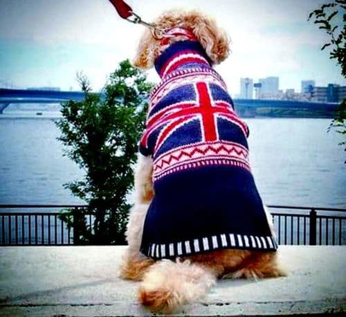 Holly&Lil exclusive designAlpaca handknitted Dog JumpersXXS to BIG BULLDOG