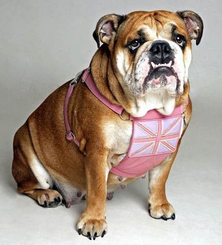 Jack Pack Leather dog Harness