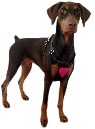 Leather Dog Harnesses that match our dog collar collections