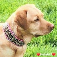 Leopard Rose coswskin  Dog Collars - Holly & Lil Collars Handmade in Britain, Leather dog collars, leads & Dog harnesses.