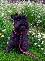 Leopard Rose coswskin  Dog Collars - Holly & Lil Collars Handmade in Britain, Leather dog collars, leads & Dog harnesses.