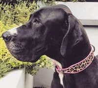 Leopard Rose coswskin  Dog Collars - Holly & Lil Collars Handmade in Britain, Leather dog collars, leads & Dog harnesses.