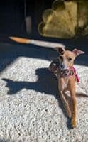 Leopard Rose coswskin  Dog Collars - Holly & Lil Collars Handmade in Britain, Leather dog collars, leads & Dog harnesses.