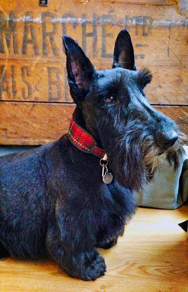 Lewis Tweed ... When it's gone it's gone