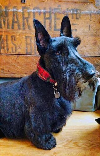 Harris Tweed Dog Collar Collection - Holly & Lil Collars Handmade in Britain, Leather dog collars, leads & Dog harnesses.