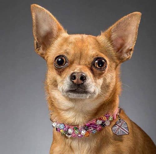 Multicoloured Dice Beaded dog collar