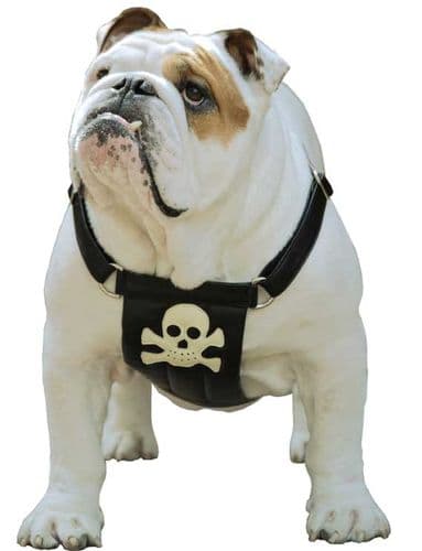 Pirate Calf Leather Dog Harness