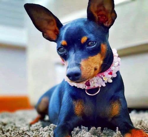 Rose Quartz Love dog collar