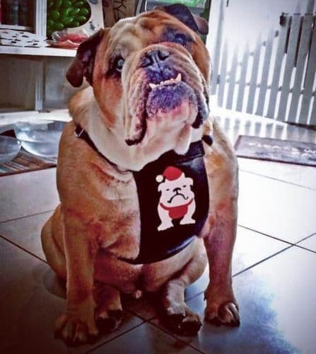 Santa Paws Leather dog Harness