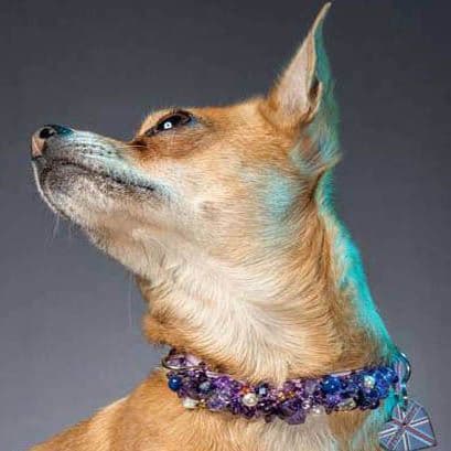 The Amethyst Pearl. Amethyst dog collar
