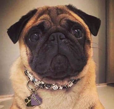 The Diceman Cometh. Beaded Dice dog collar