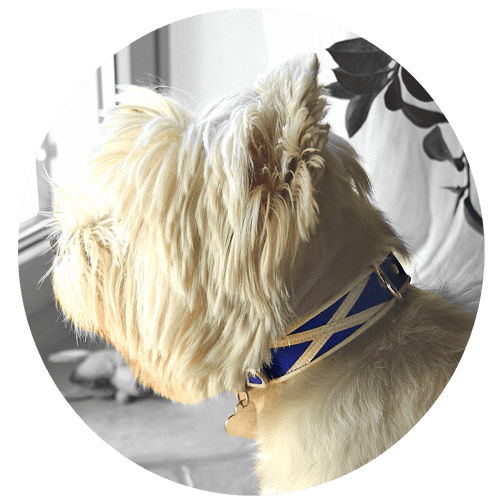 The Flag of Scotland dog collar. The Cross of St Andrew.