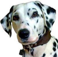 The Pebbles Dog Collars - Holly & Lil Collars Handmade in Britain, Leather dog collars, leads & Dog harnesses.