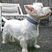 The Pebbles Dog Collars - Holly & Lil Collars Handmade in Britain, Leather dog collars, leads & Dog harnesses.