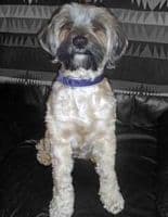 The Pebbles Dog Collars - Holly & Lil Collars Handmade in Britain, Leather dog collars, leads & Dog harnesses.