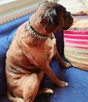 The Safari Collection Dog Collars - Holly & Lil Collars Handmade in Britain, Leather dog collars, leads & Dog harnesses.