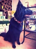 The Safari Collection Dog Collars - Holly & Lil Collars Handmade in Britain, Leather dog collars, leads & Dog harnesses.