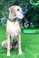The Safari Collection Dog Collars - Holly & Lil Collars Handmade in Britain, Leather dog collars, leads & Dog harnesses.